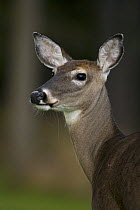 White-tailed Deer (Odocoileus virginianus) doe, New York, USA