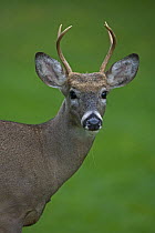 White-tailed Deer (Odocoileus virginianus) young buck in late summer, New York, USA