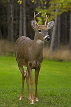 White-tailed Deer (Odocoileus virginianus) young buck in late summer, New York, USA