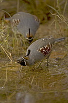 Gambel's Quail (Callipepla gambelii) Males drinking at pond, Arizona, USA