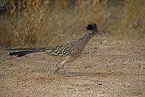 Greater Roadrunner (Geococcyx californianus) running, Arizona, USA