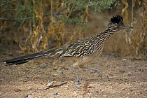 Greater Roadrunner (Geococcyx californianus) running, Arizona, USA