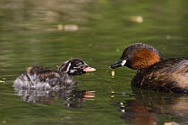 Little Grebe (Tachybaptus ruficollis), parent presenting insect larva prey to chick, Derbyshire, UK
