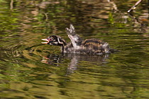 Little Grebe (Tachybaptus ruficollis) chick calling with beak open and wings up, Derbyshire, UK