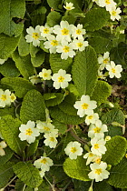 Common primrose (Primula vulgaris), flowering, Bristol, UK