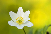 Wood anemone (Anemone nemorosa) flower; North Somerset; UK