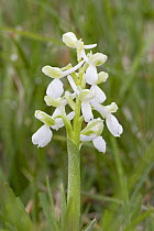 Green-winged orchid (Anacamptis morio var. alba) white colour morph in flower, North Somerset, UK