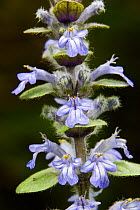 Bugle (Ajuga reptans) in flower, North Somerset, UK