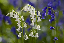 Bluebells (Hyacinthoides non-scripta); white form next to normal blue form, North Somerset, UK