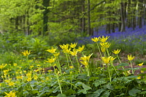 Lesser Celandine (Ranunculus ficaria) in deciduous woodland clearing with Bluebells and stand of Beech trees in background, april, North Somerset, UK
