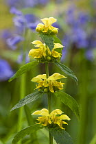 Yellow archangel (Lamium galeobdolon) flowering, North Somerset, UK