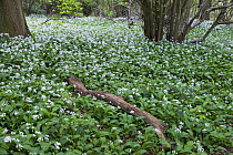 Wild Garlic / Ramsons (Allium ursinum) carpeting deciduous woodland, North Somerset, UK