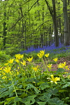 Lesser Celandine (Ranunculus ficaria) in deciduous woodland clearing with bluebells and stand of beech trees in background, North Somerset, UK