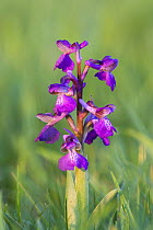 Green-winged orchid (Anacamptis morio) in flower amongst meadow grass, North Somerset, UK