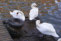 Mute Swans (Cygnus olor) preening on old wooden pontoon, Bristol, UK