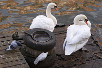 Mute Swans (Cygnus olor) and Feral Pigeons (Columba livia) on old pontoon, Bristol, UK