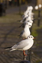 Black-headed gulls (Chroicocephalus ridibundus) in winter plumage, group standing in a row on railing, Bristol, UK