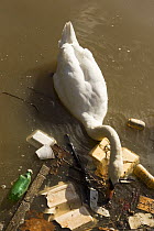 Mute swan (Cygnus olor) foraging amongst floating litter in river Avon, Bristol, UK