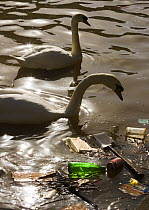 Mute swans (Cygnus olor) backlit next to floating litter in river Avon, Bristol, UK