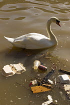 Mute swan (Cygnus olor) next to floating litter in river Avon, Bristol, UK