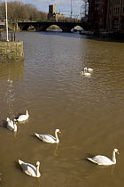 Mute Swans (Cygnus olor) on river Avon with Bristol Bridge in background, Bristol, UK