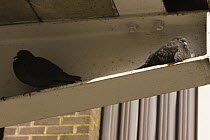 Feral pigeons (Columba livia) roosting on iron girders under balcony, Bristol, UK