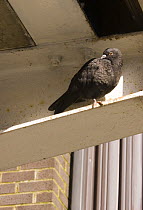 Feral pigeon (Columba livia) roosting on iron girder under balcony, Bristol, UK