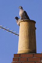 Wood pigeons (Columba palumbus) on chimney gaining warmth from house in winter, Bristol UK
