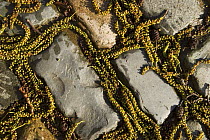 Italian Alder (Alnus cordata) catkins wedged between paving stones, Bristol. UK
