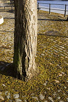 Italian Alder (Alnus cordata) street tree surrounded by its catkins on pavement, Bristol, UK