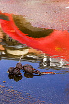 Italian Alder (Alnus cordata) cones in puddle of water in carpark, with reflection of red car, Bristol, UK