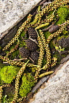 Italian Alder (Alnus cordata) catkins and cones with moss in concrete pavement gutter, Bristol, UK