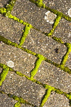 Moss growing in gaps between pavement slabs, Bristol, UK