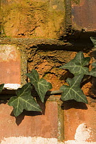 Ivy (Hedera helix) growing along brick wall, Bristol, UK