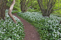 Footpath through Wild Garlic / Ramsons (Allium ursinum) carpeting deciduous woodland, North Somerset, UK