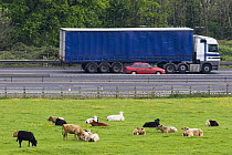Domestic cattle {Bos taurus} in field next to M5 motorway with car and lorry, North Somerset, UK