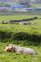 Domestic cattle {Bos taurus} in field next to M5 motorway, North Somerset, UK