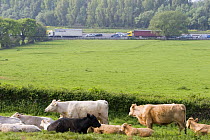 Domestic cattle {Bos taurus} in field next to M5 motorway, North Somerset, UK