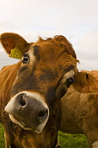 Jersey cow (Bos taurus) portrait, Cornwall, UK