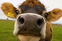Jersey cow (Bos taurus) close up portrait, Cornwall, UK