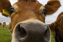 Jersey cow (Bos taurus) close up, Cornwall, UK