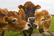 Jersey cows (Bos taurus), Cornwall, UK