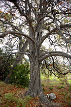 Horse chestnut tree (Aesculus hippocastanum) in winter, Alicante, Spain