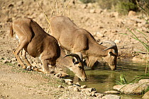 Barbary sheep (Ammotragus levia) drinking, introduced species, Spain