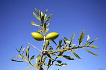 Fruit of the Argan tree (Argania spinosa) Alicante, Spain