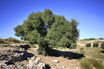 Argan tree (Argania spinosa) Monte Orgegia, Alicante, Spain