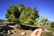 Argan tree (Argania spinosa) with fruit / nut shown, Monte Orgegia, Alicante, Spain
