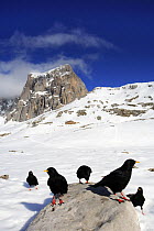 Alpine chough (Pyrrhocorax graculus) flock on snow, note rings on leg, Picos de Europa, Cantabria, Spain