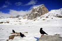 Alpine chough (Pyrrhocorax graculus) on snow, Picos de Europa, Cantabria, Spain