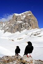 Alpine chough (Pyrrhocorax graculus) on snow, note ring on leg, Picos de Europa, Cantabria, Spain